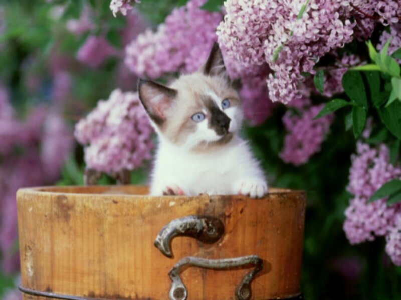 Kitten in Wooden Bucket