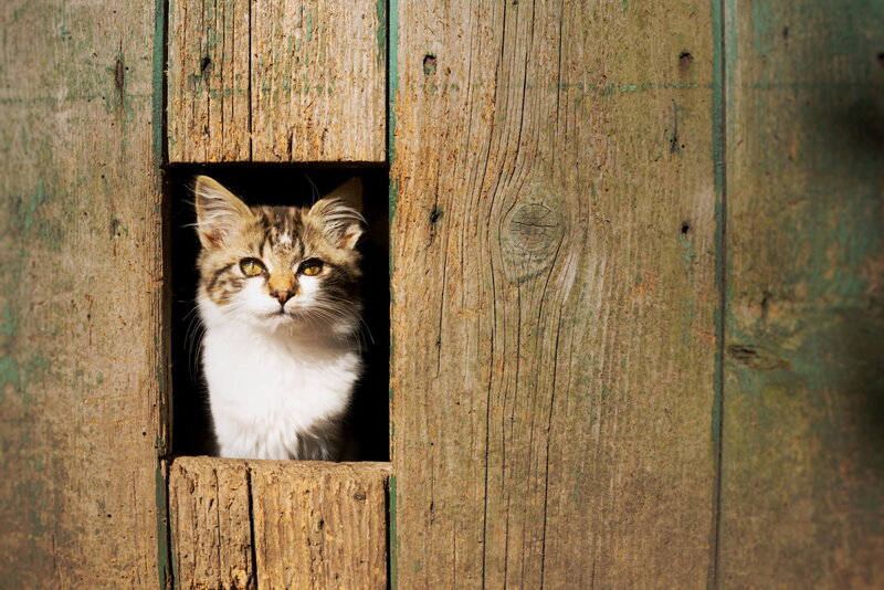 Kitten in Wooden Hole