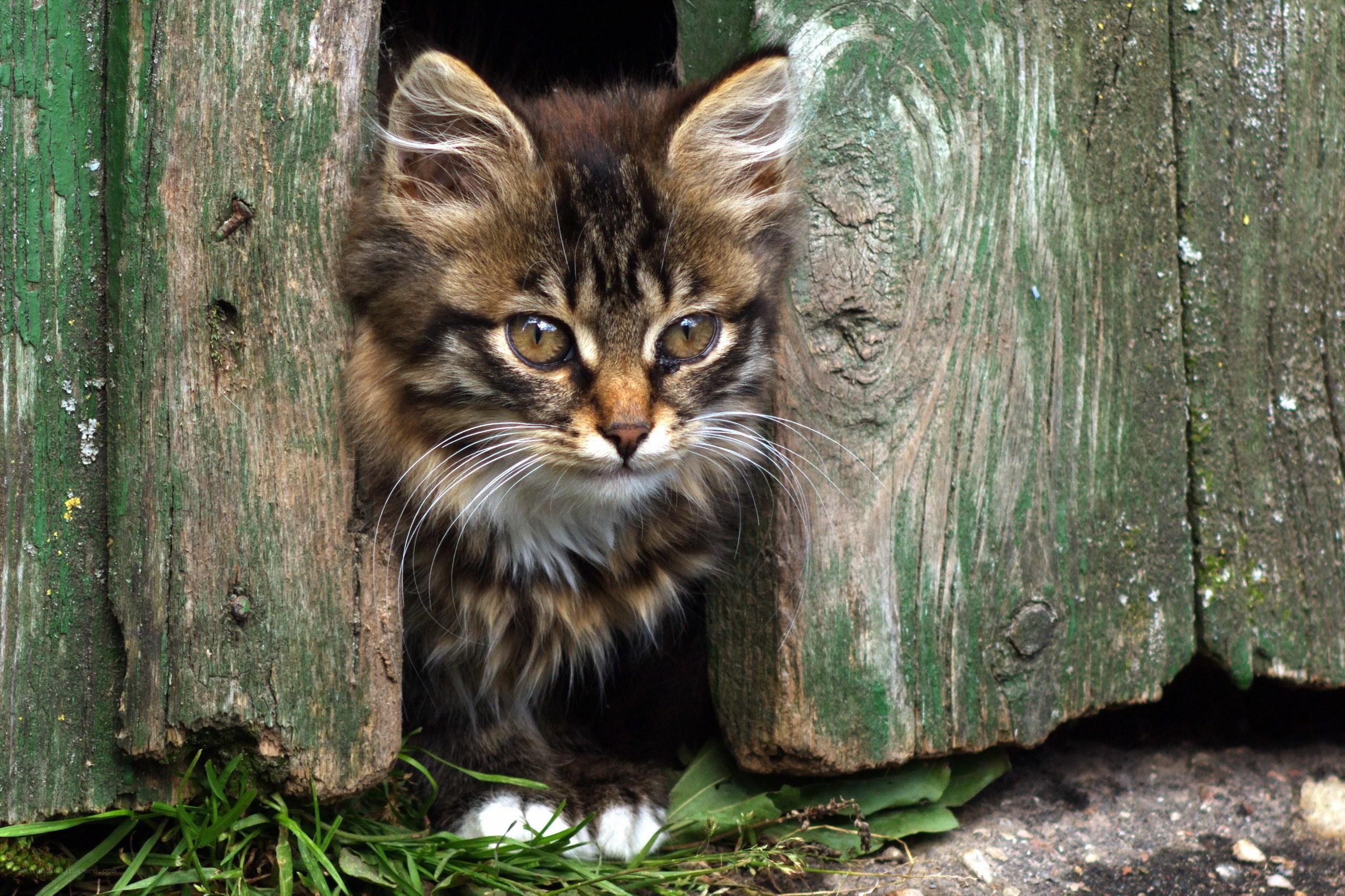 kitten in wooden shelter