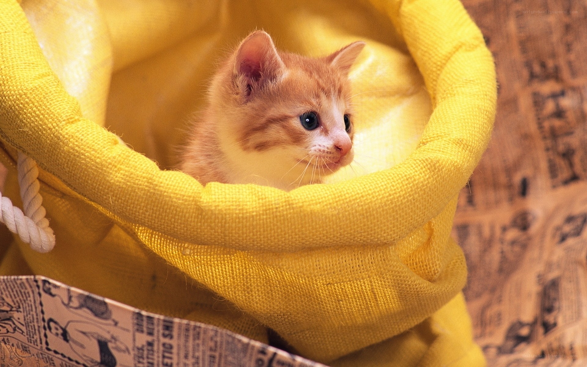 kitten in yellow bag