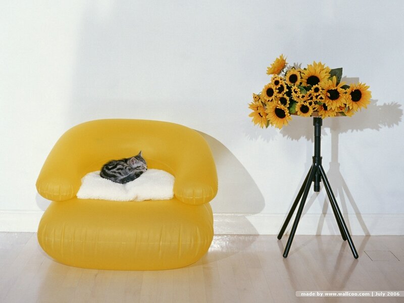 Kitten in Yellow Chair