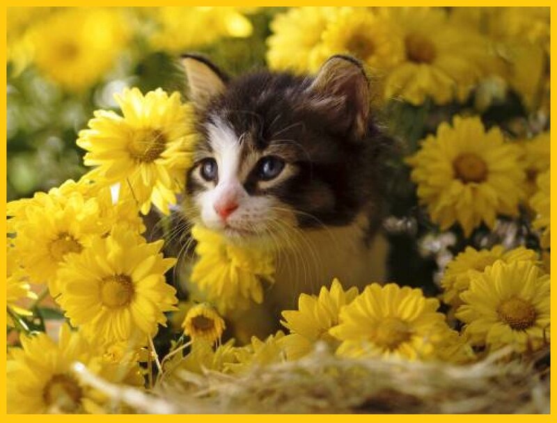 Kitten in Yellow Flowers — Calm, Afternoon