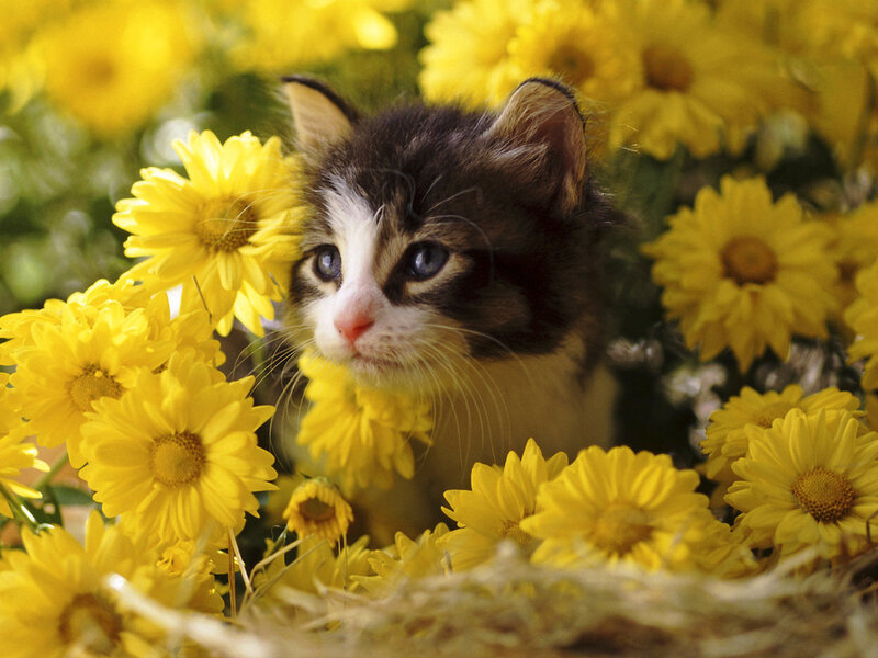Kitten in Yellow Flowers — Calm