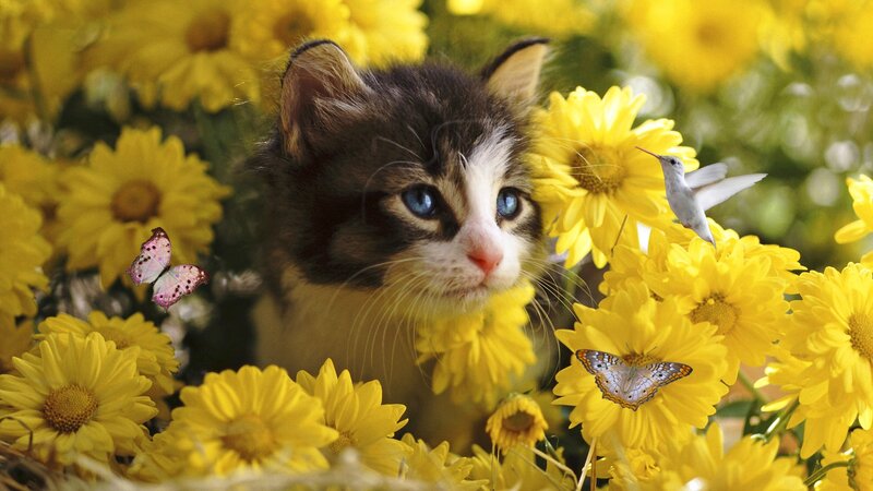 Kitten in Yellow Flowers — Serene