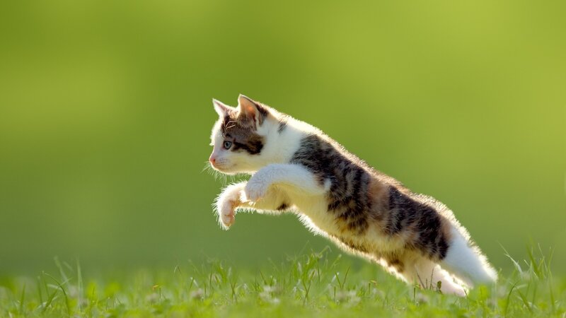 Kitten Jumping in Grass — Green