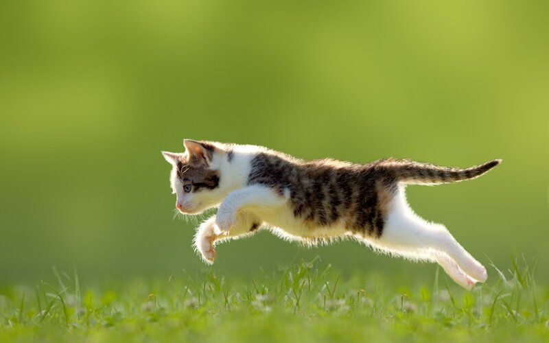 Kitten Jumping in Grass