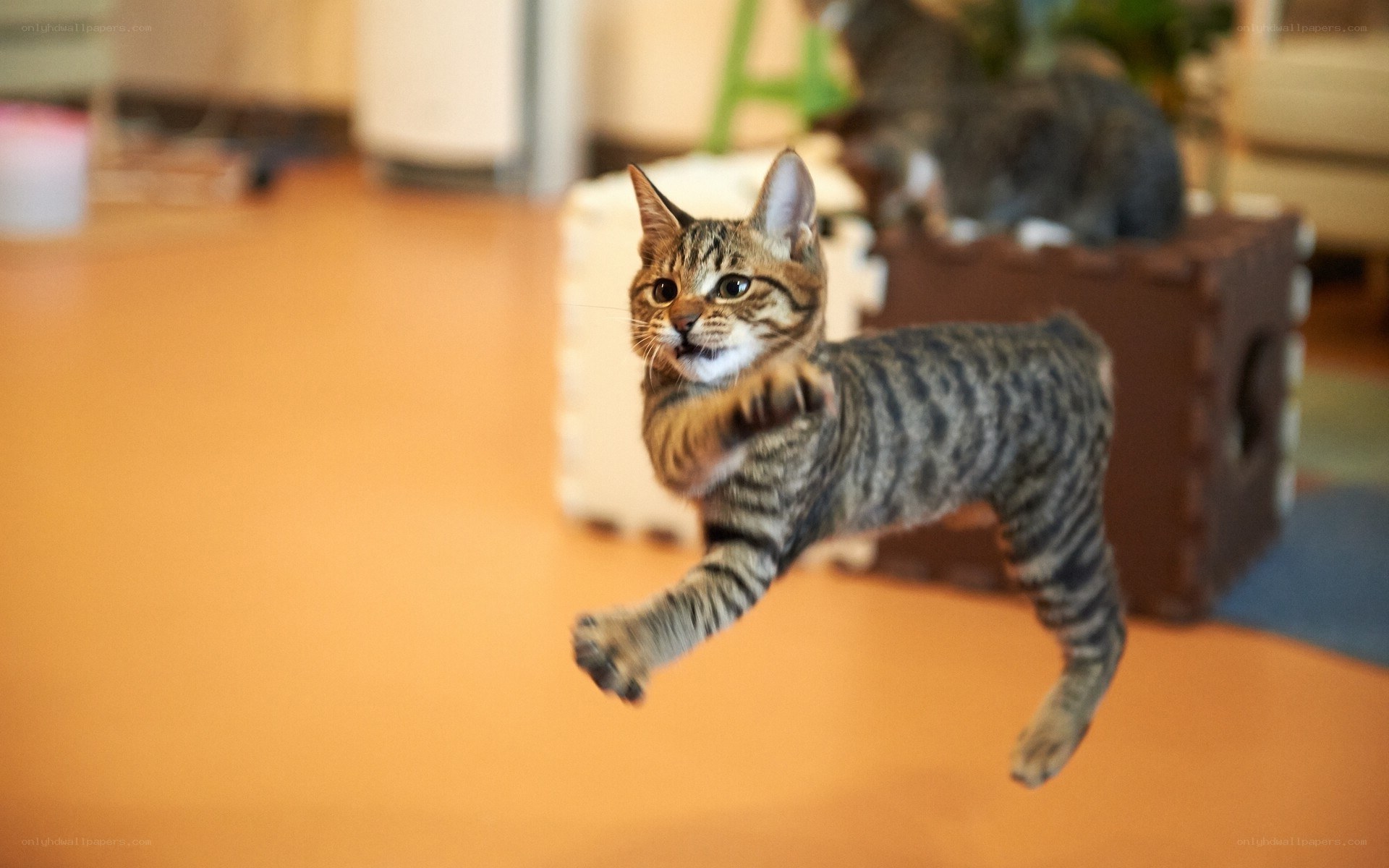 kitten jumping in mid-air