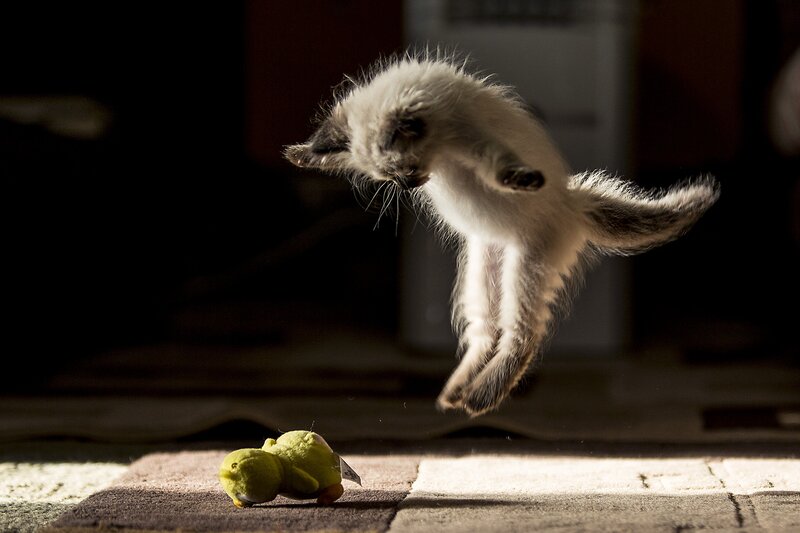 Kitten Jumping