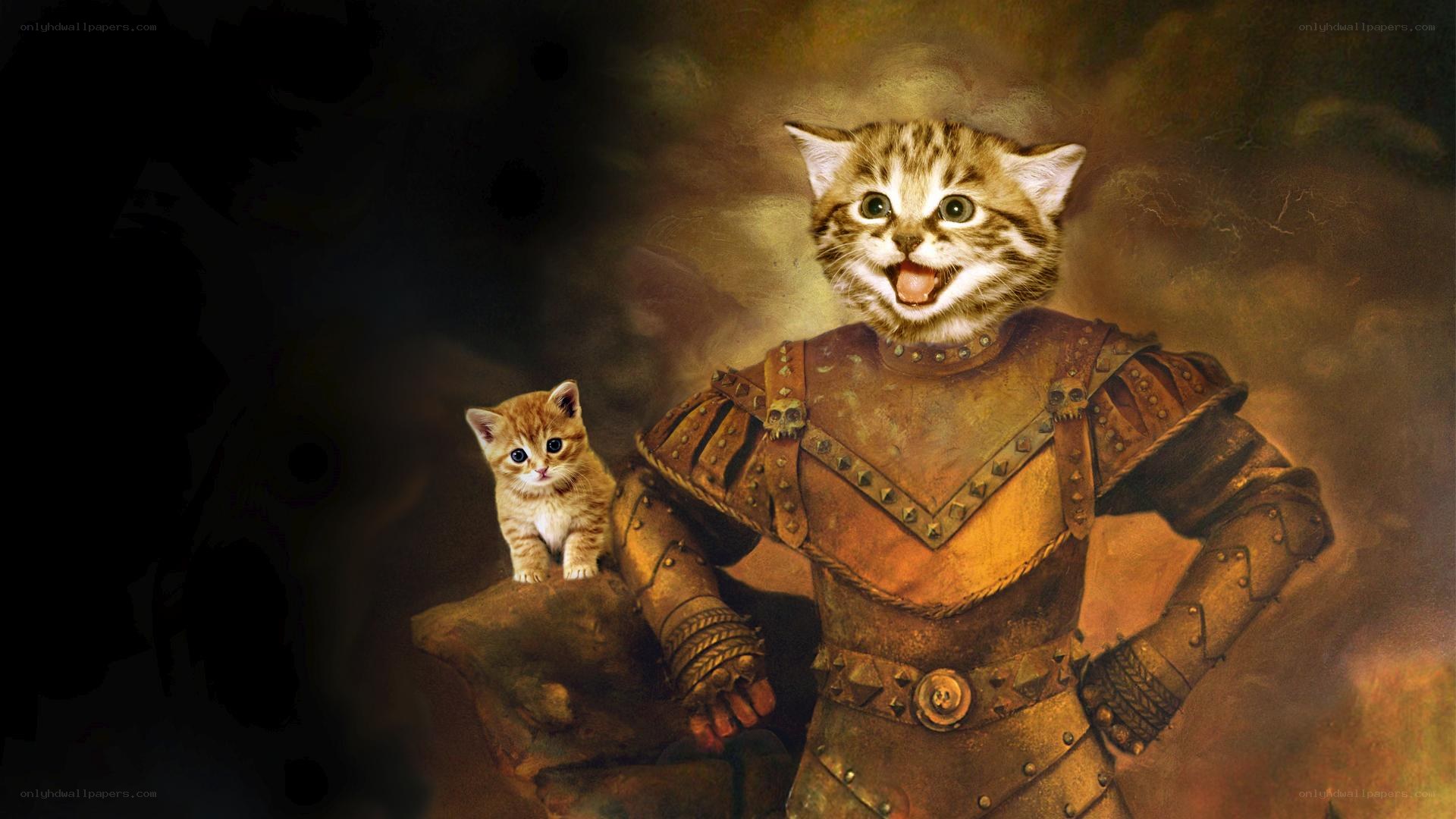 kitten knight with armor