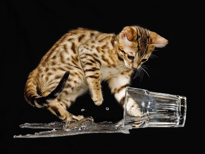 kitten knocks over glass of water