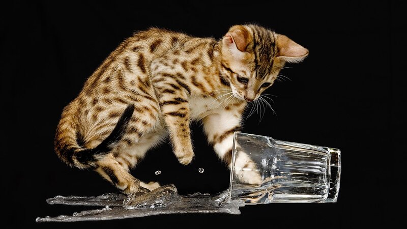 kitten knocks over glass of water