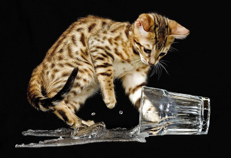 kitten knocks over glass