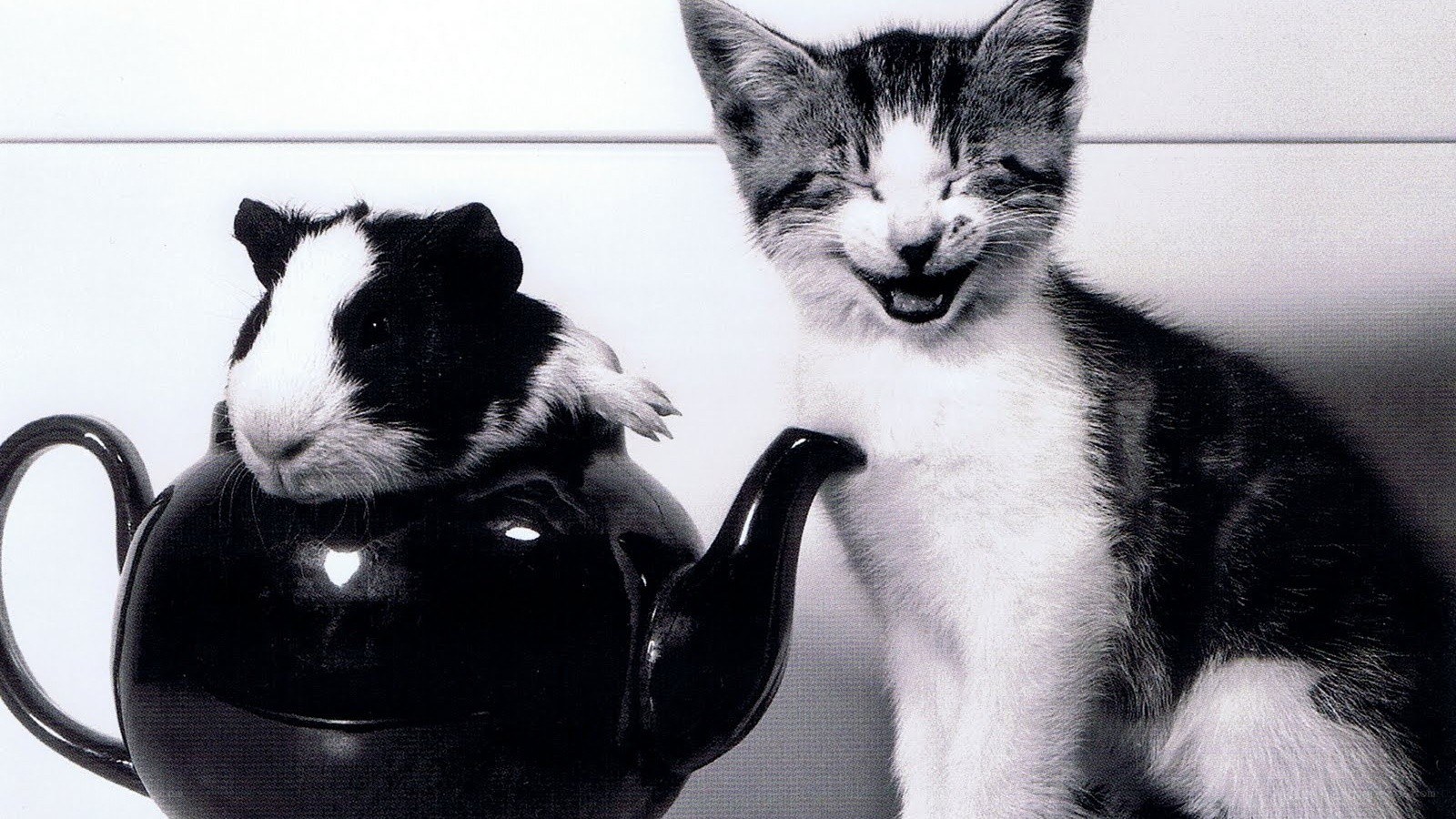 kitten laughing with guinea pig