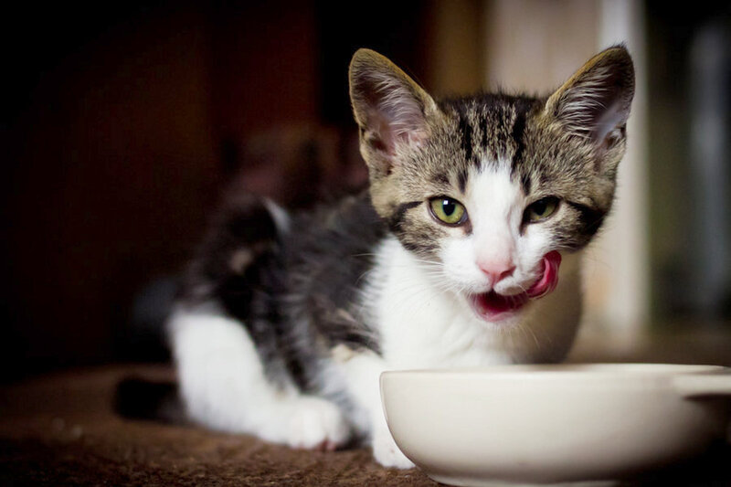 Kitten Licking Bowl