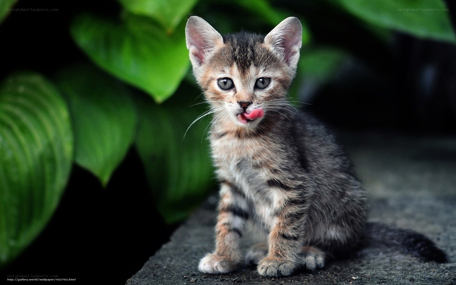 kitten licking its lips
