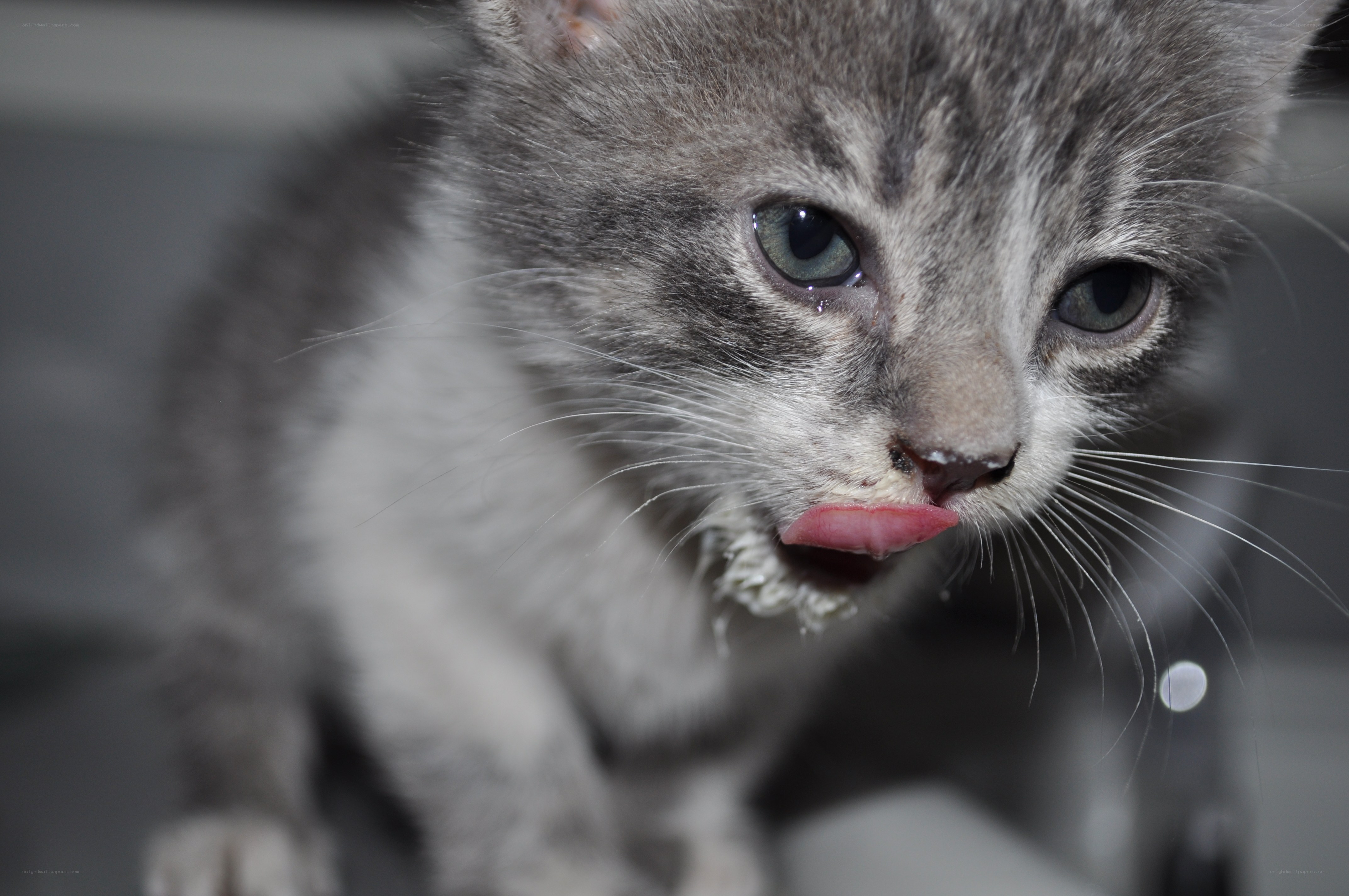 kitten licking its lips