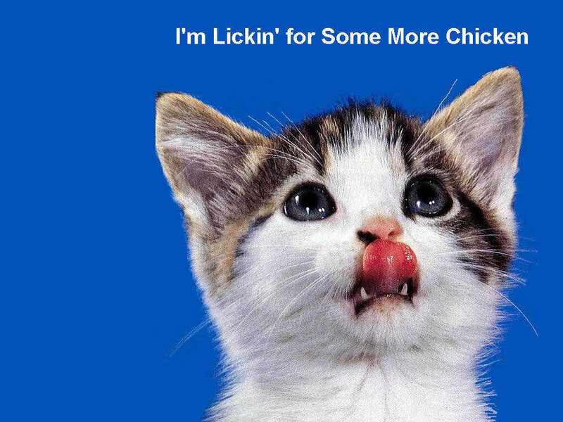 kitten licking its lips