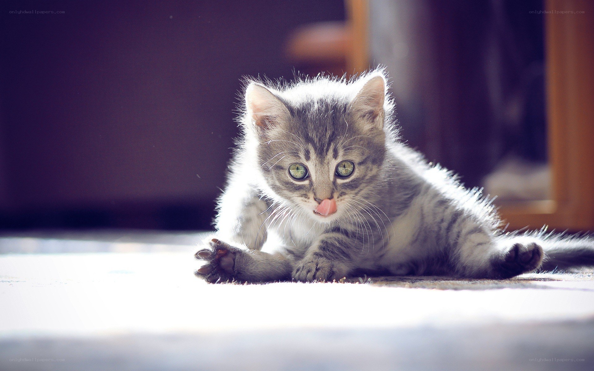 kitten licking its nose
