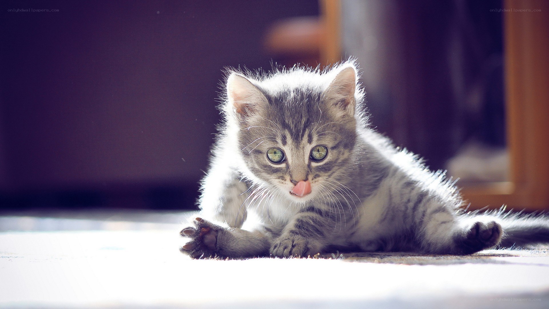 kitten licking its nose