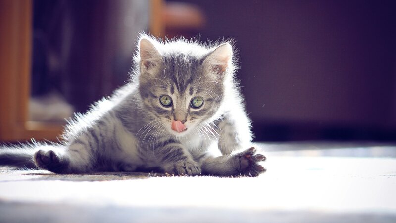 kitten licking its nose