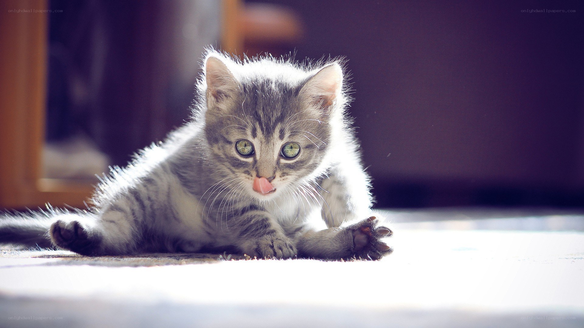 kitten licking its nose