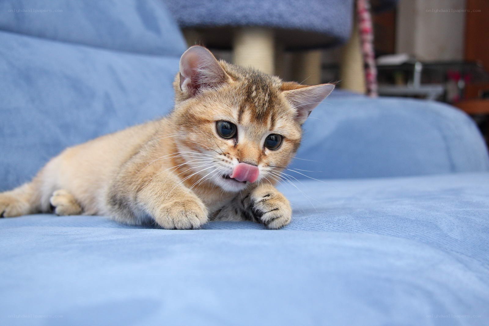 kitten licking its nose