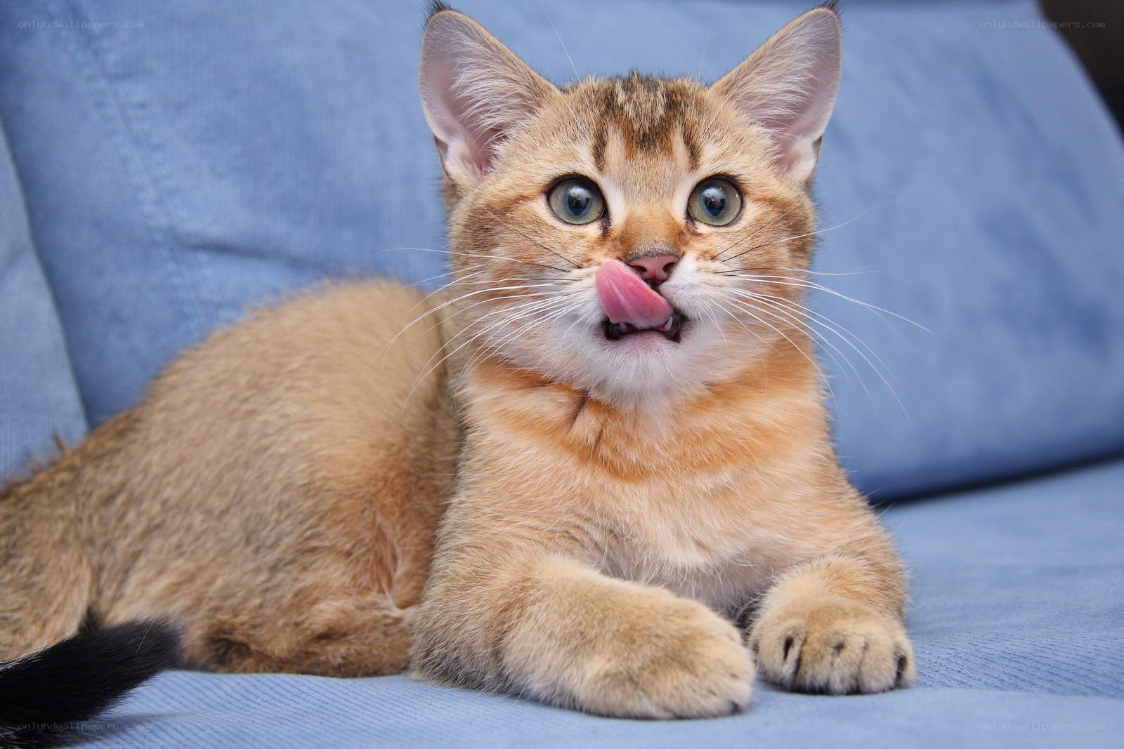 kitten licking its nose