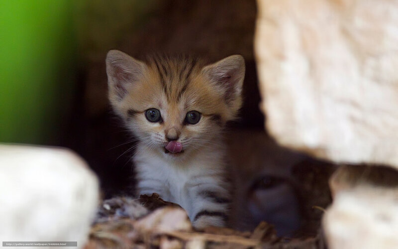 Kitten Licking Its Nose — Brown, Curious, Photograph