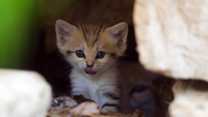 Kitten Licking Its Nose — Brown