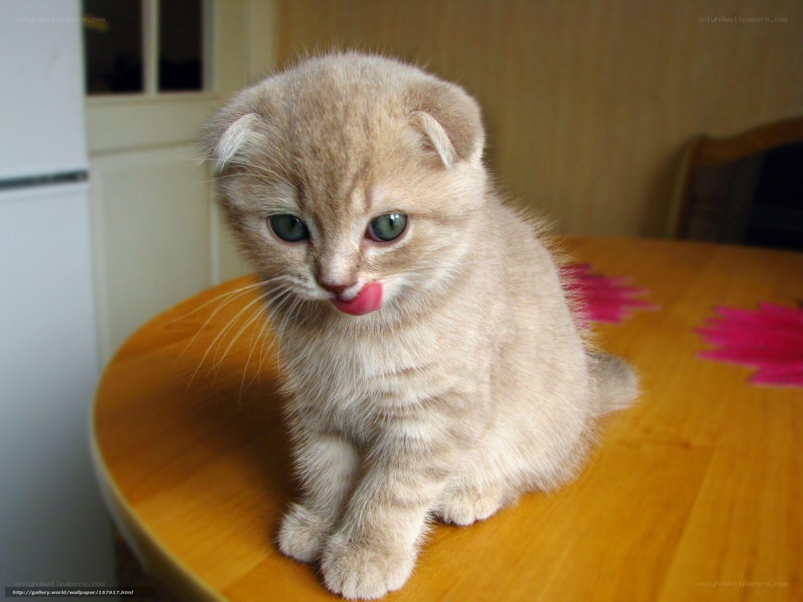 kitten licking its nose
