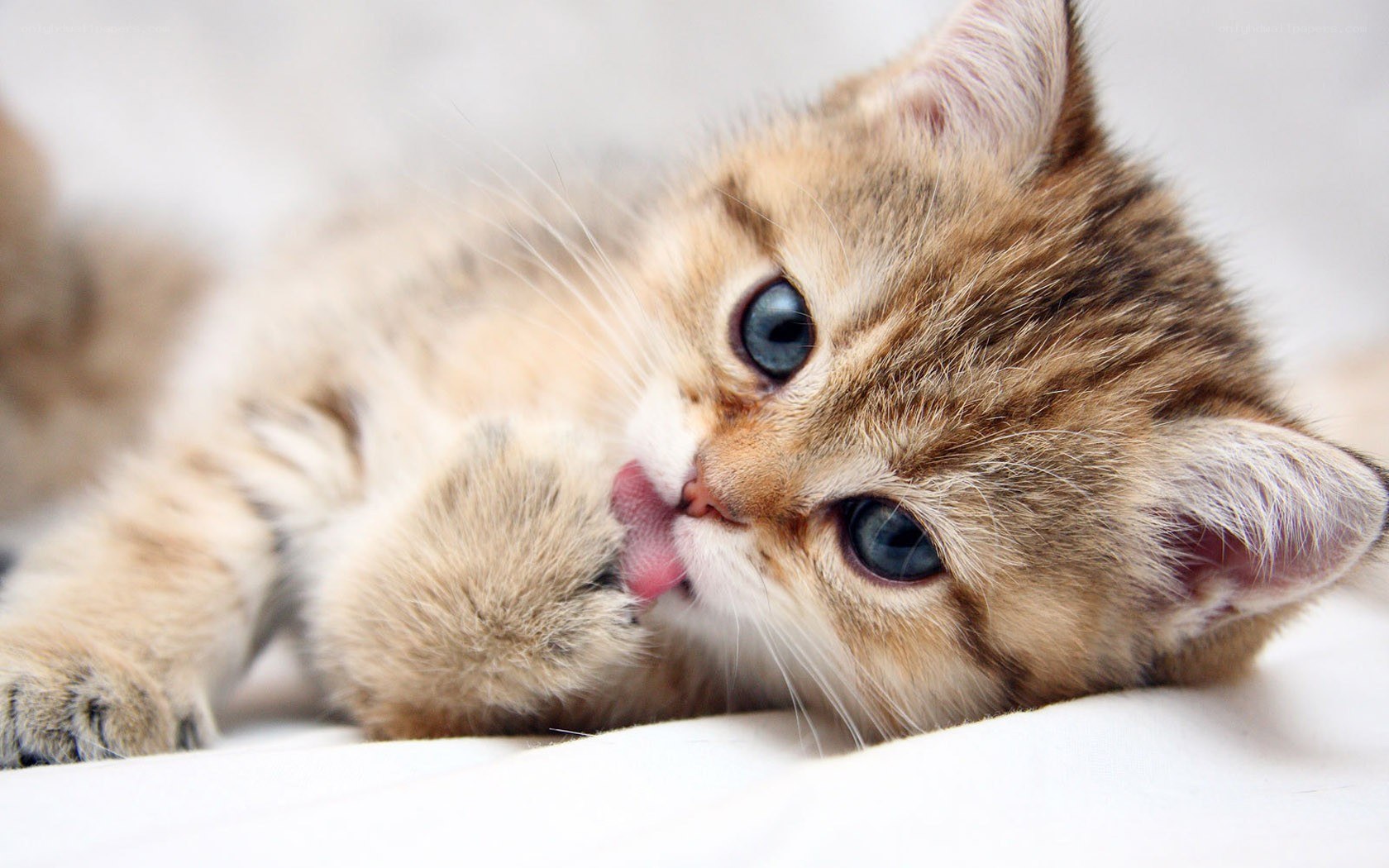 kitten licking its paw