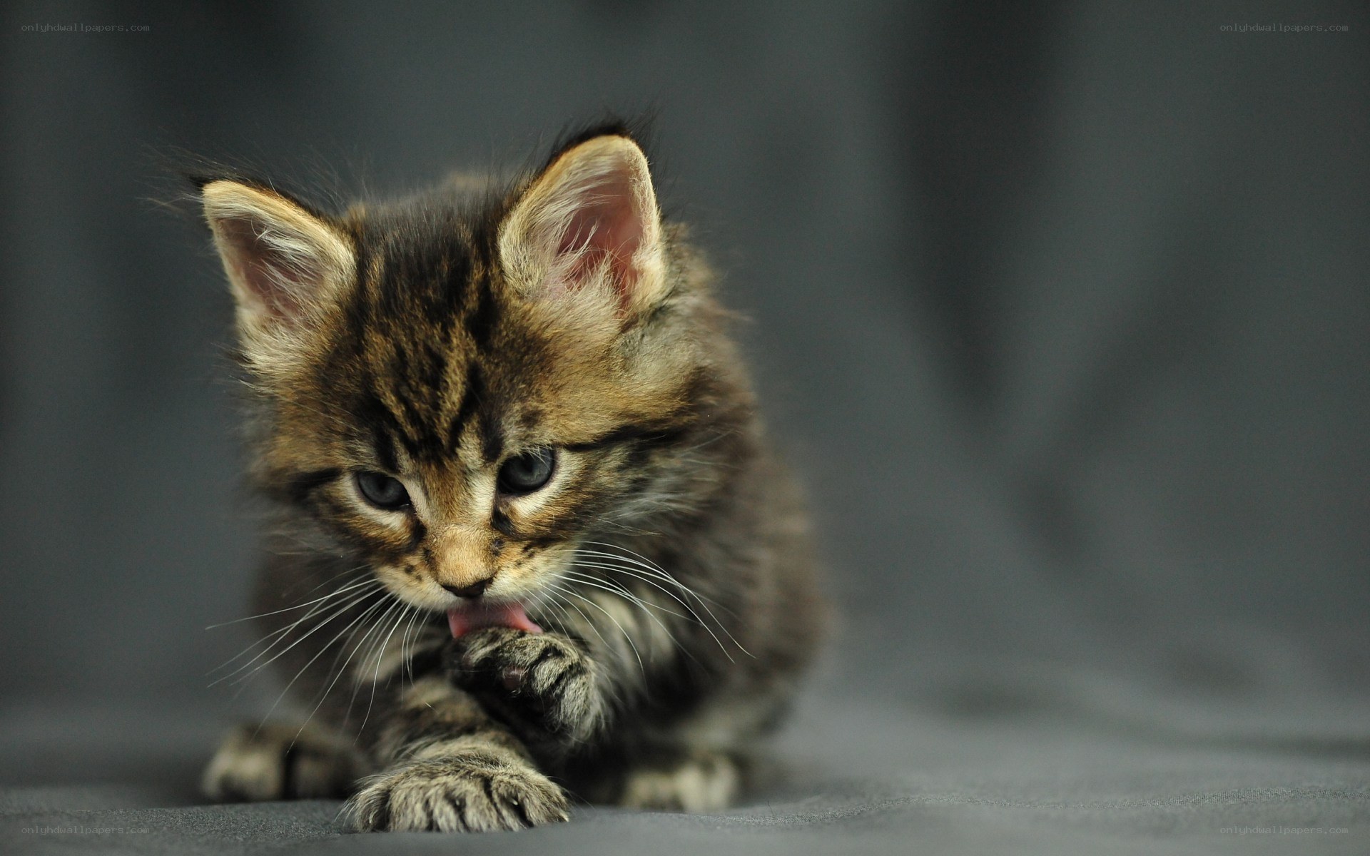 kitten licking its paw
