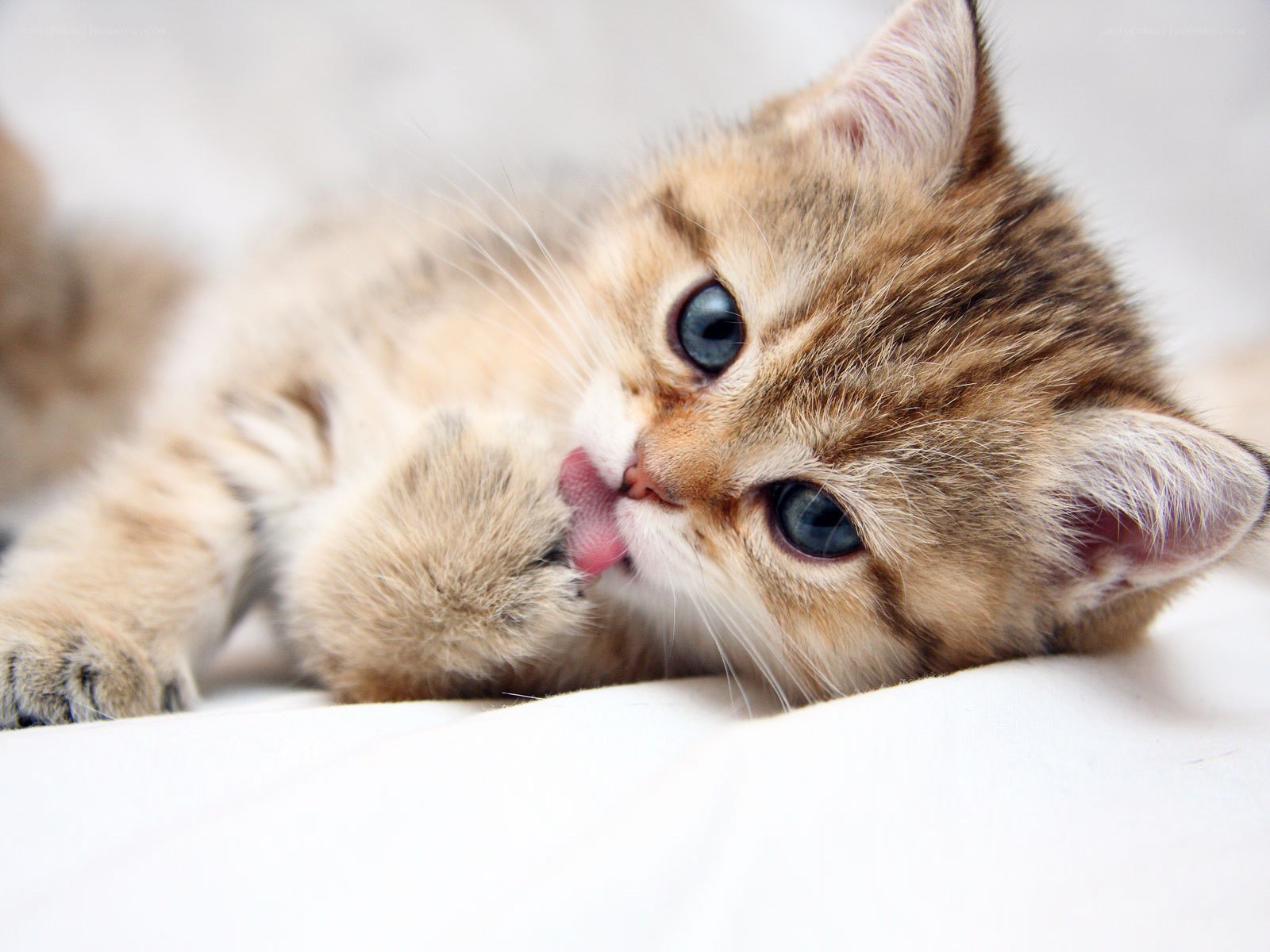 kitten licking its paw