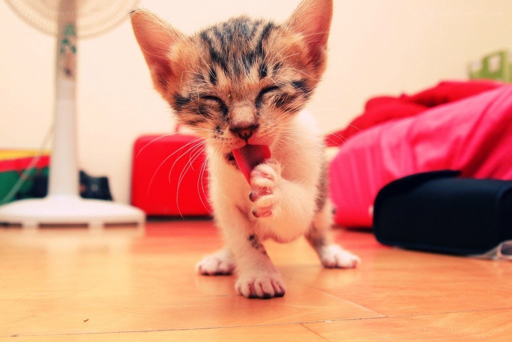 kitten licking its paw