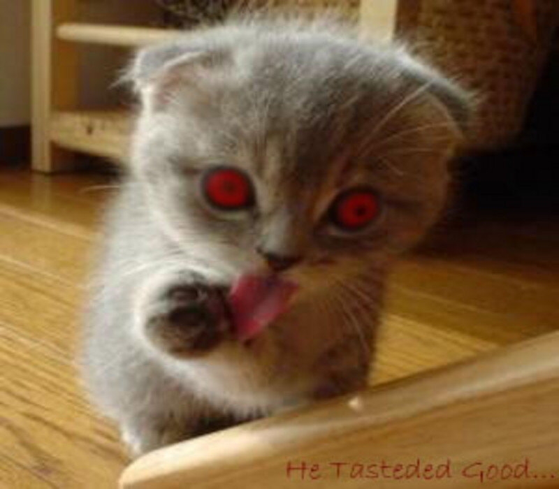 kitten licking its paw
