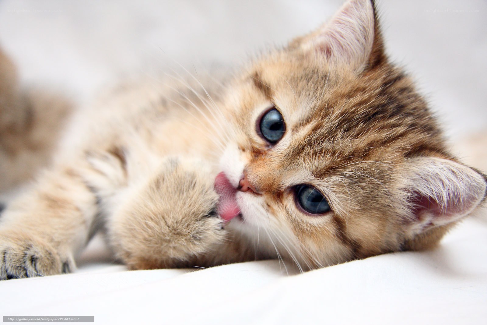 kitten licking its paw