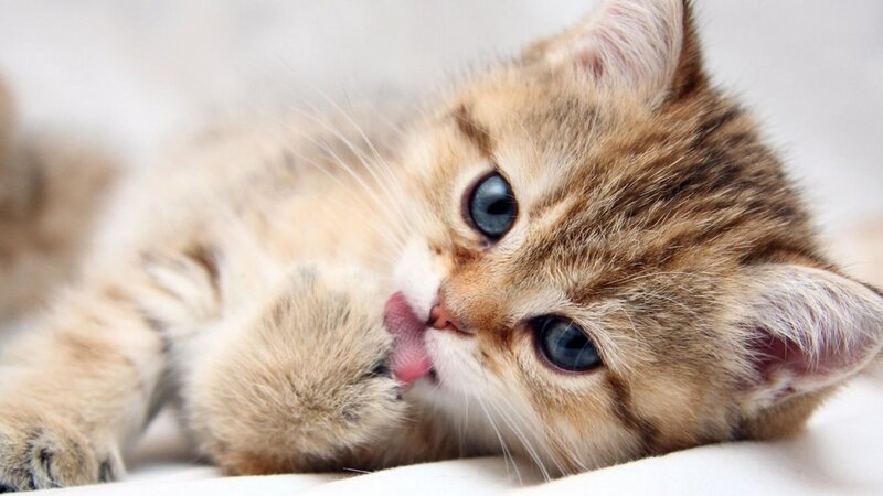 Kitten Licking Paw — Brown, Calm, Photograph