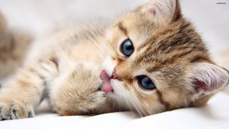 Kitten Licking Paw — Brown, Calm
