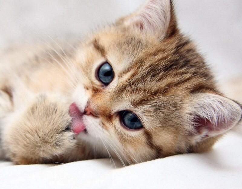 Kitten Licking Paw — Brown