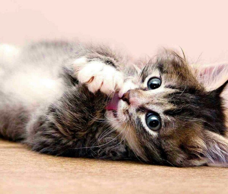 Kitten Licking Paw — Gray