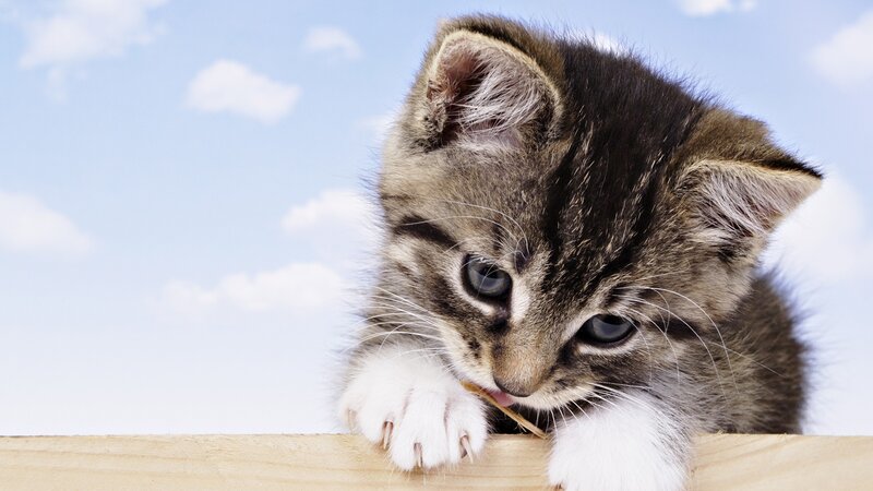 kitten licking paw on wood