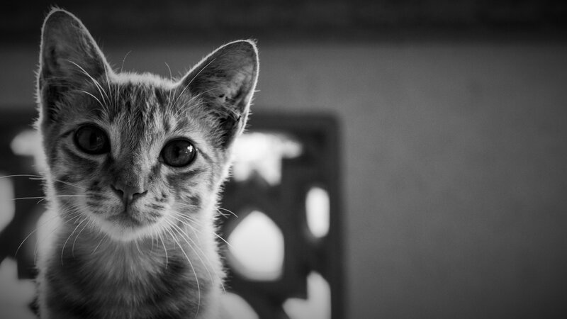 Kitten Looking at Camera