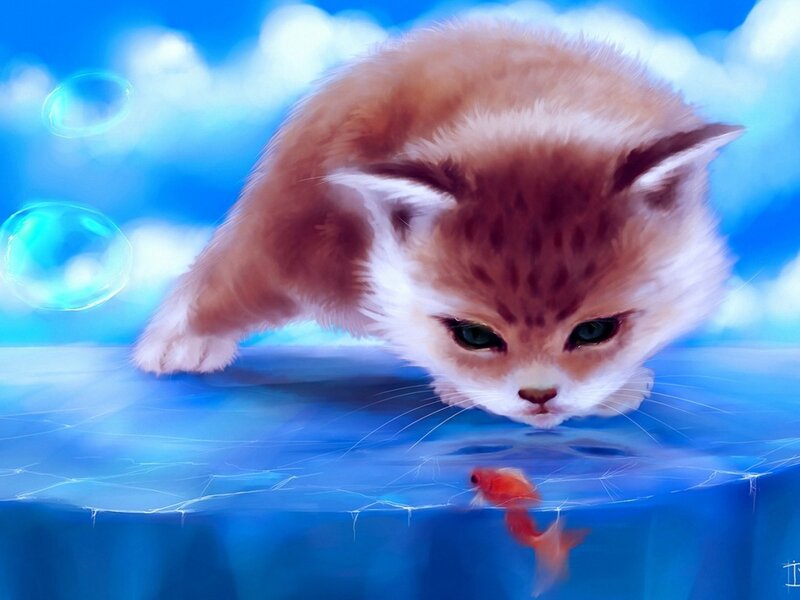 Kitten Looking at Fish
