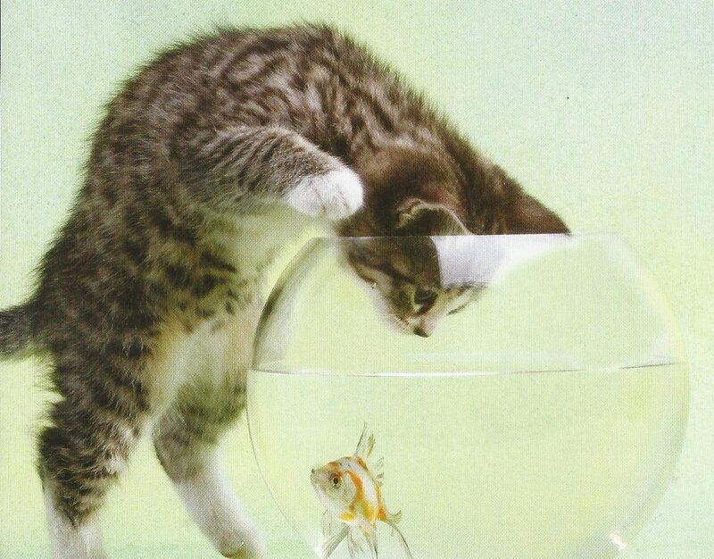 Kitten Looking at Goldfish