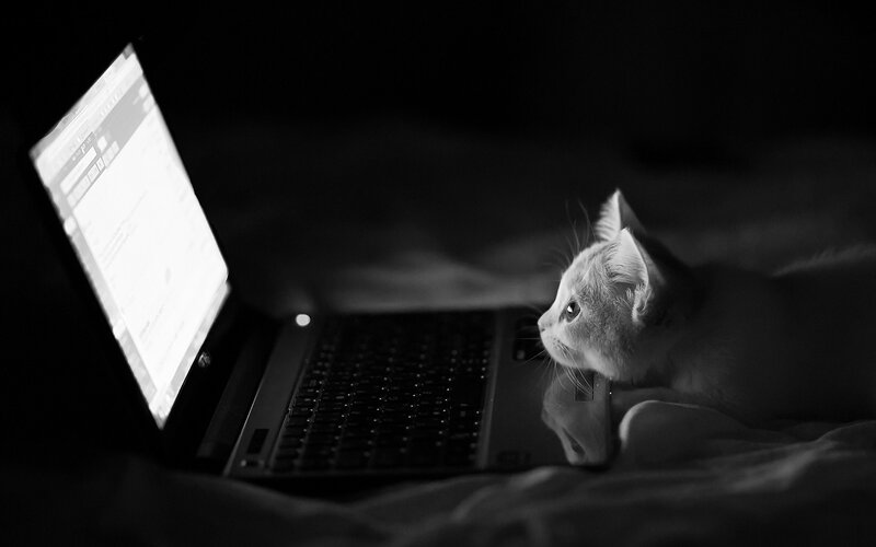 Kitten Looking at Laptop