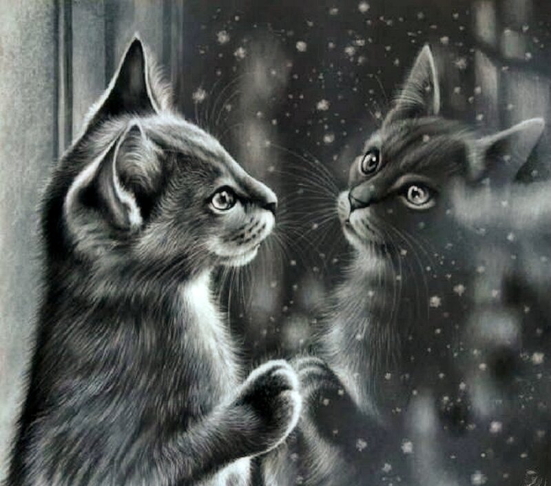 Kitten Looking at Reflection — Gray