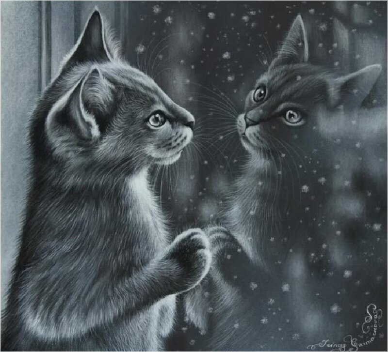 Kitten Looking at Reflection