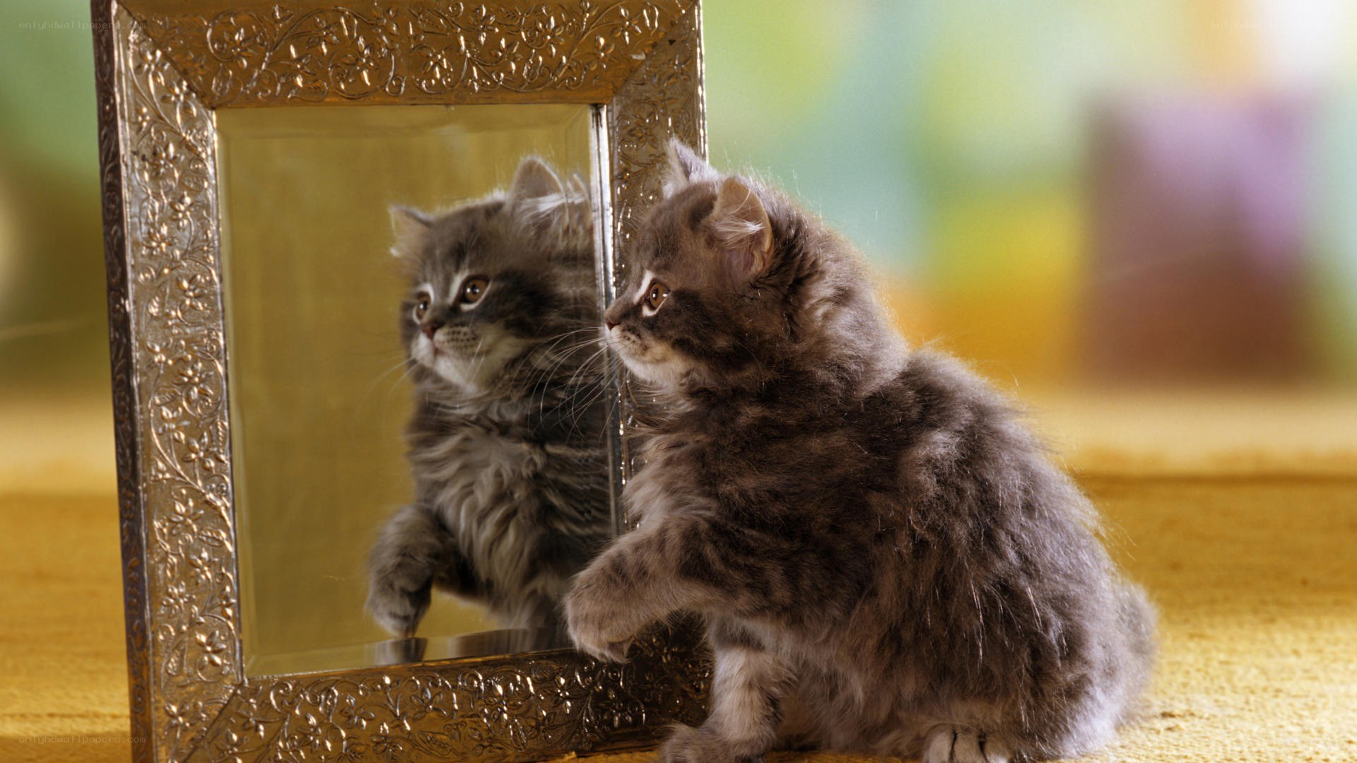 kitten looking in mirror