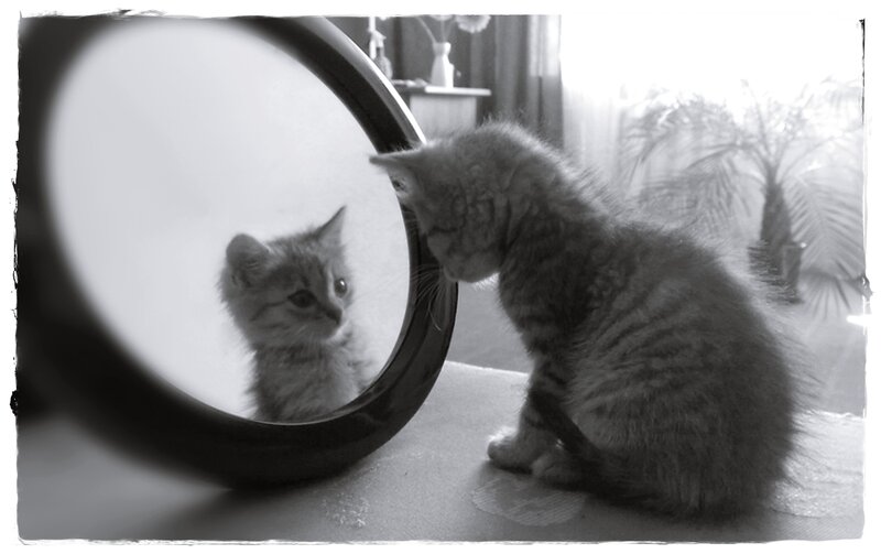 Kitten Looking in Mirror — Black