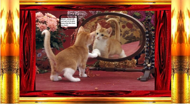 Kitten Looking in Mirror — Red